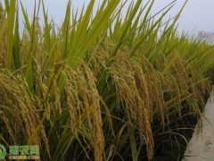农村种植水稻有哪些补贴？2021年水稻种植补贴政策解读！